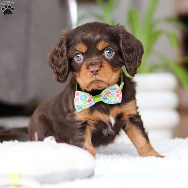 Willie, Cavalier King Charles Spaniel Puppy